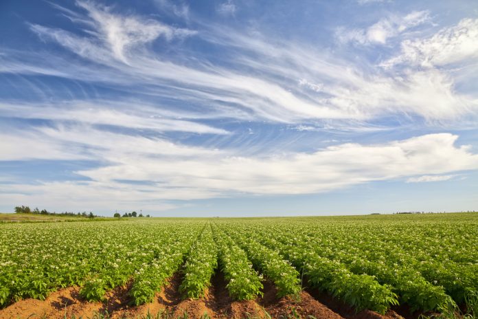 Potato Field in rural Prince Edward Island, Canada