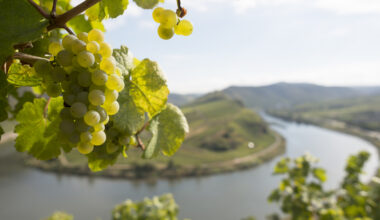 You can now enter your Riesling into the drinks business Global Masters competition, a blind tasting designed to uncover the very best examples of this versatile grape from around the world and across every price point.