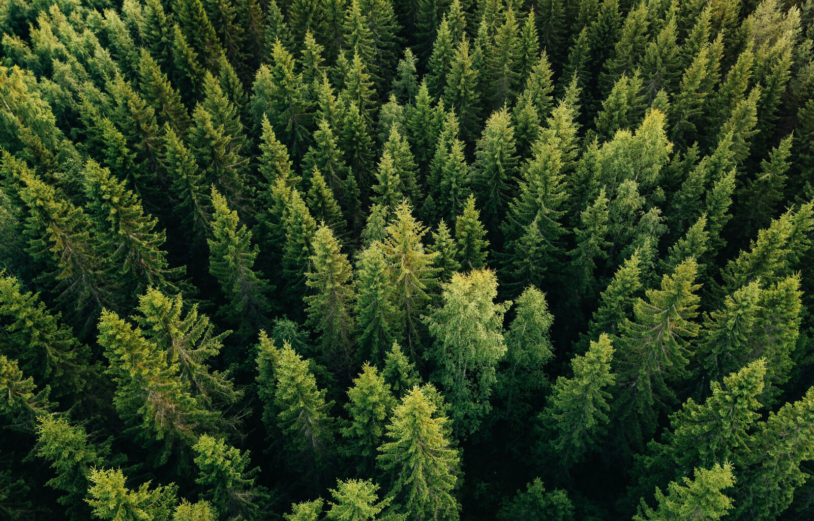 For Canada's 2026 to Shine, Economy and Environment Must Align