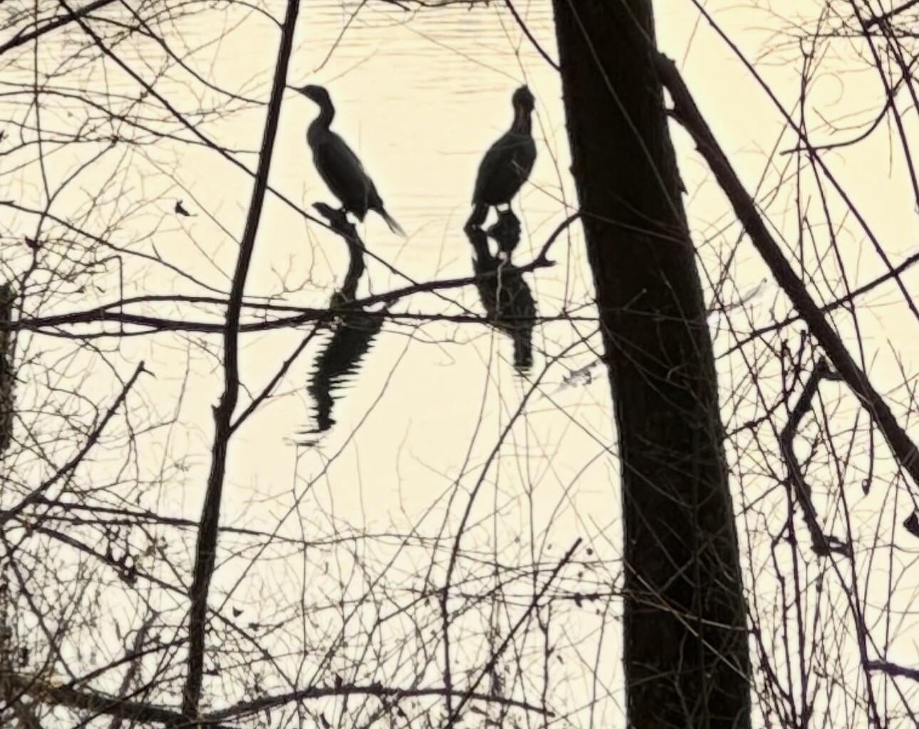 Kormoran am Allner See, Hennef