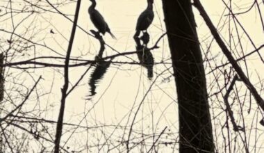 Kormoran am Allner See, Hennef