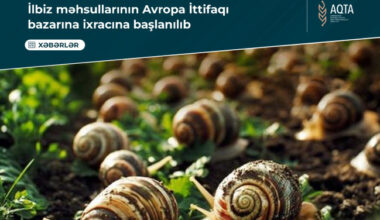 Azerbaijan set to export its Salyan plant-grown snails to EU