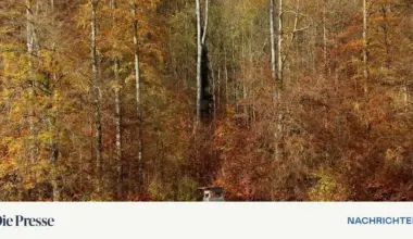 Jäger erschoss in der Obersteiermark Hund statt Fuchs – DiePresse.com