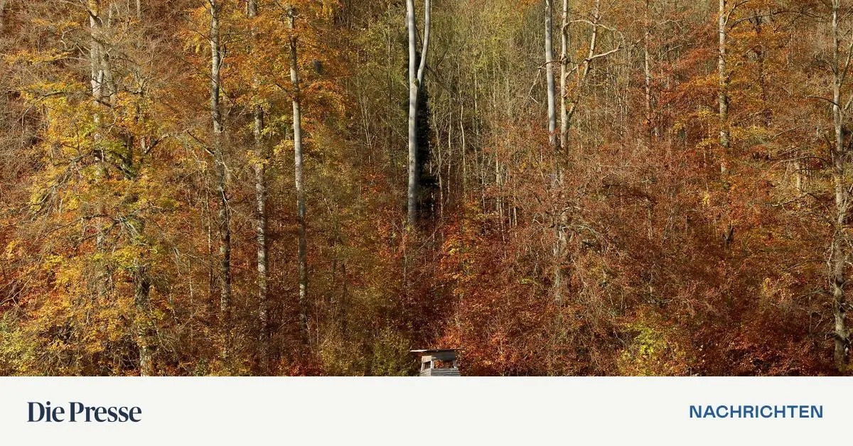 Jäger erschoss in der Obersteiermark Hund statt Fuchs – DiePresse.com