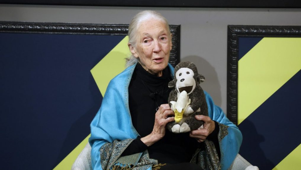 Na snímke Jane Goodall.