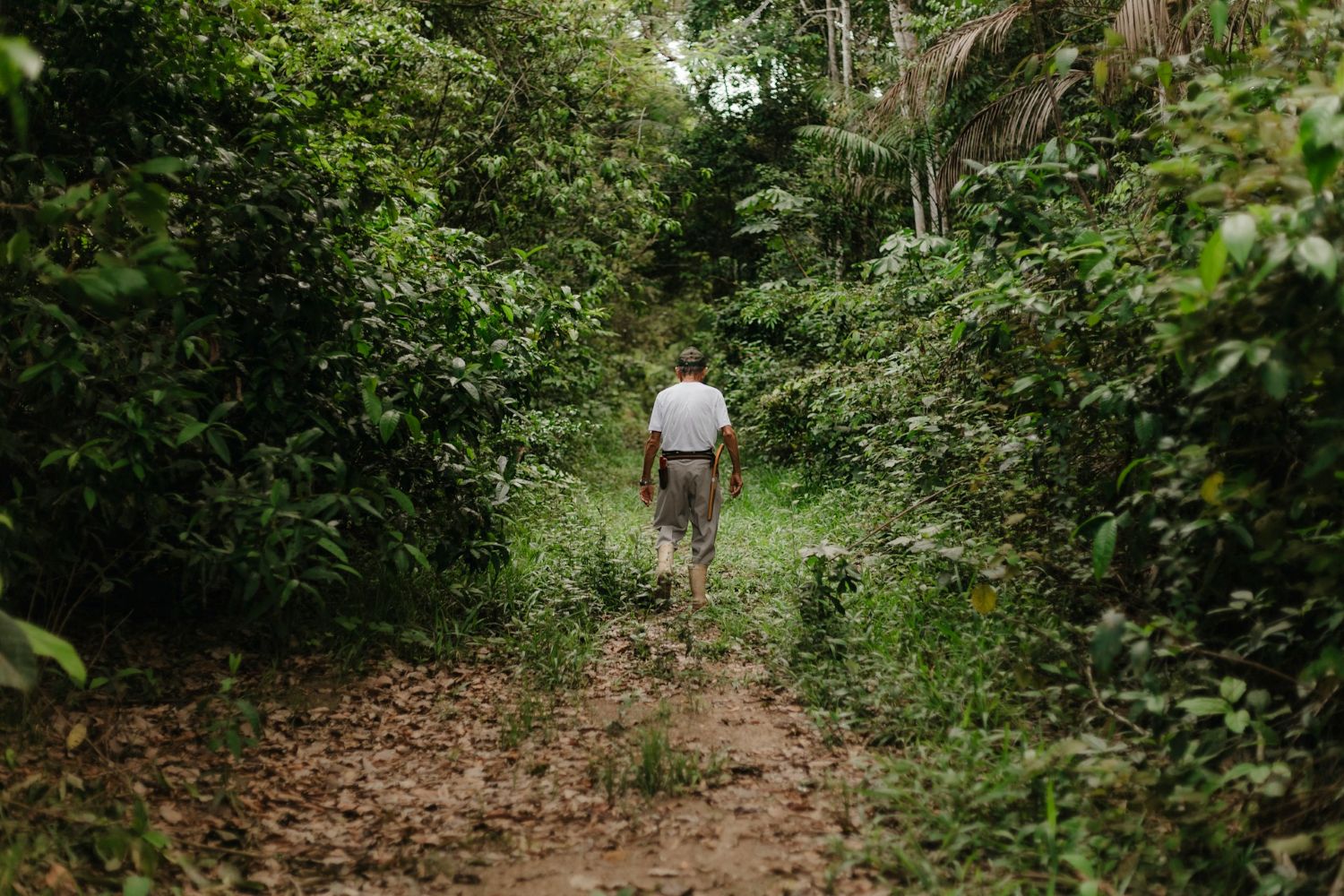 Man walking through jungle