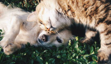 animais de companhia estão a transformar o consumo em Portugal