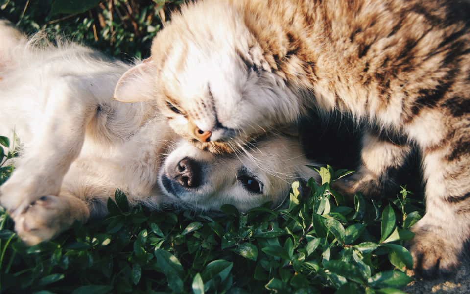 animais de companhia estão a transformar o consumo em Portugal