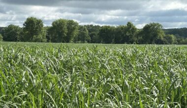 A field of cultivated miscanthus grass: native to Asia but growing in Europe