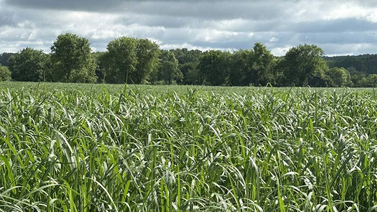 A field of cultivated miscanthus grass: native to Asia but growing in Europe