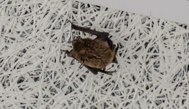 Talvituvaid nahkhiiri oodatakse kokku lugema