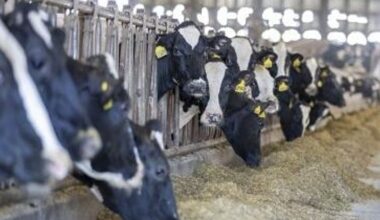 Netherlands detects bird flu antibodies in dairy cow, no active virus found