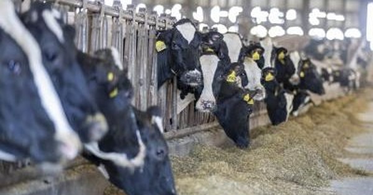 Netherlands detects bird flu antibodies in dairy cow, no active virus found