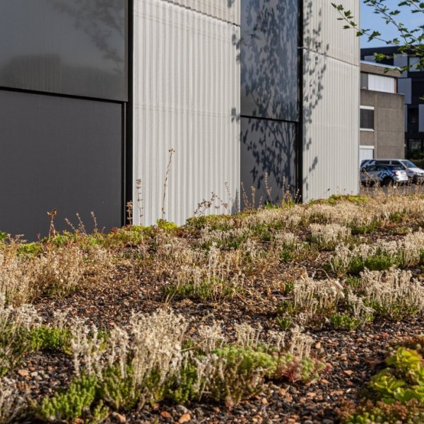 Grüne Dächer: Mehr Lebensqualität und Biodiversität im urbanen Raum