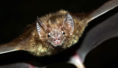 Συναγερμός στην Ινδία για θανατηφόρο ιό από νυχτερίδες – Φόβοι για νέα υγειονομική κρίση