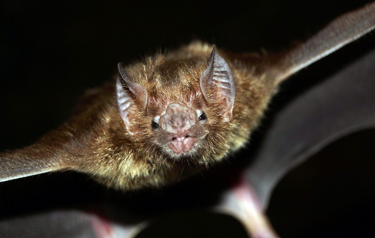 Συναγερμός στην Ινδία για θανατηφόρο ιό από νυχτερίδες – Φόβοι για νέα υγειονομική κρίση