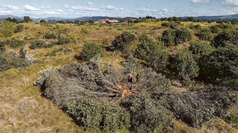 Ōhope resident Jo Steens stands on the fresh stump of one of the pohutukawa felled in August 2023 during an Ōhope Beach Golf Links working bee. (Source: Supplied / Troy Baker)