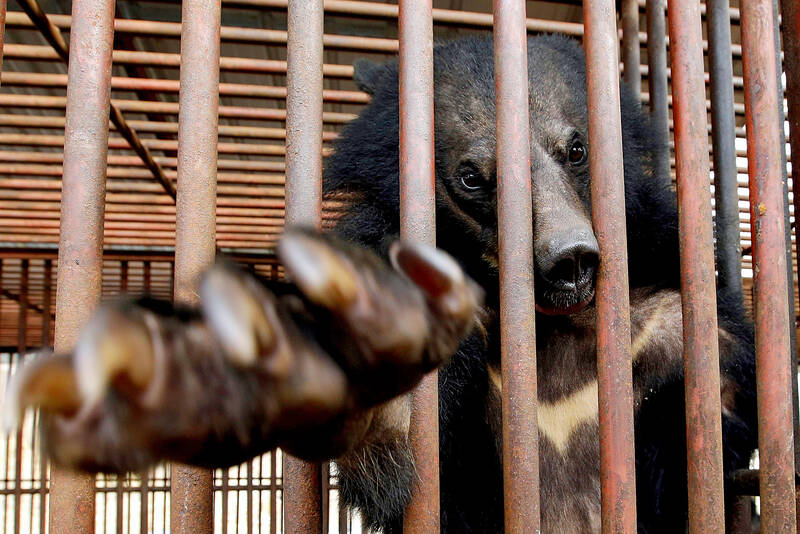 S Korea ends breeding of bears and extraction of bile