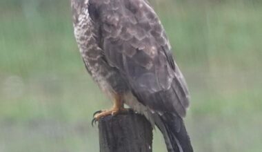 Mäusebussard im Regen vor einige Wochen hier im Garten