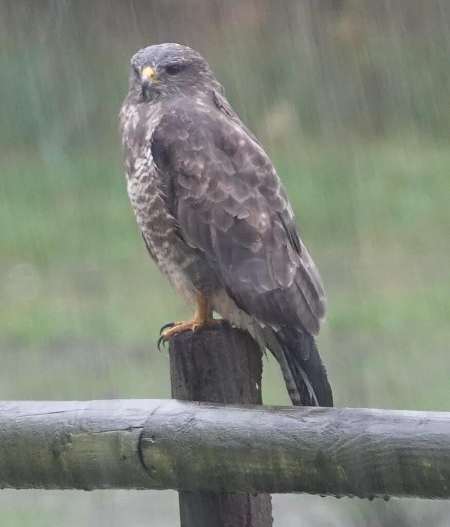 Mäusebussard im Regen vor einige Wochen hier im Garten
