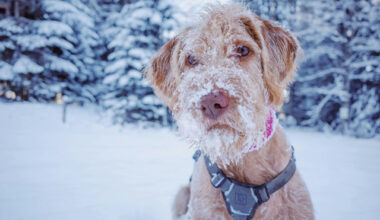 Bulgaria: Bulgaria Faces Freezing Weekend: Snow, Ice, and Plunging Temperatures Across the Country