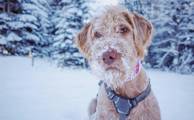 Bulgaria: Bulgaria Faces Freezing Weekend: Snow, Ice, and Plunging Temperatures Across the Country