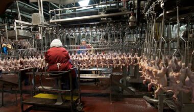 George's Foods and Chicken poultry processing plants in Harrisonburg and Edinburg, VA, on Friday, Nov. 16, 2012. USDA photo by Aaron Ansarov.