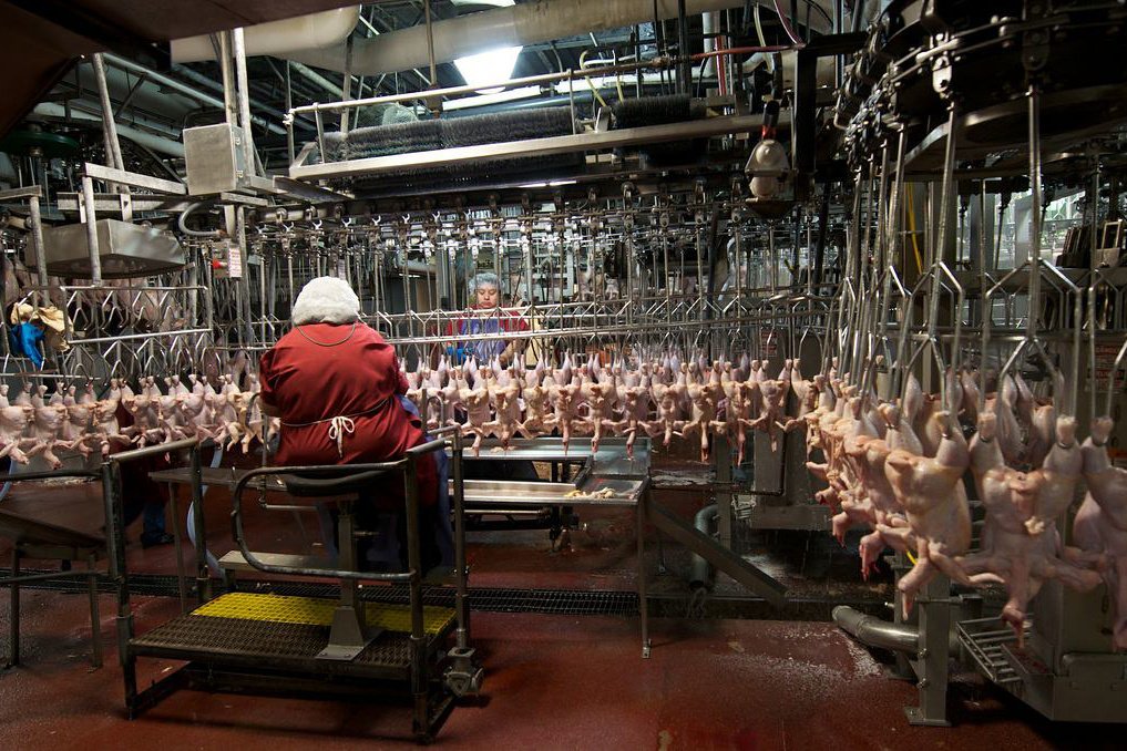 George's Foods and Chicken poultry processing plants in Harrisonburg and Edinburg, VA, on Friday, Nov. 16, 2012. USDA photo by Aaron Ansarov.