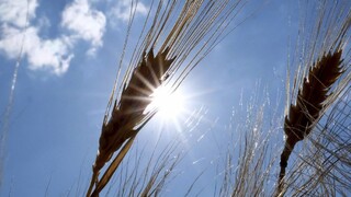 Európske obilniny sú plné „večných chemikálií“, ukázala štúdia. Odborníci žiadajú okamžitý zákaz pesticídov s touto látkou