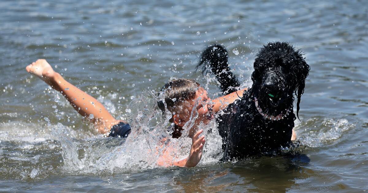 Alby Geary, 8, and Winnie have some fun in the sun at Carrington Dog Beach on Sunday afternoon. Picture Peter Lorimer