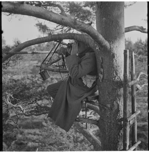 Finnish artillery observer in tree 1941