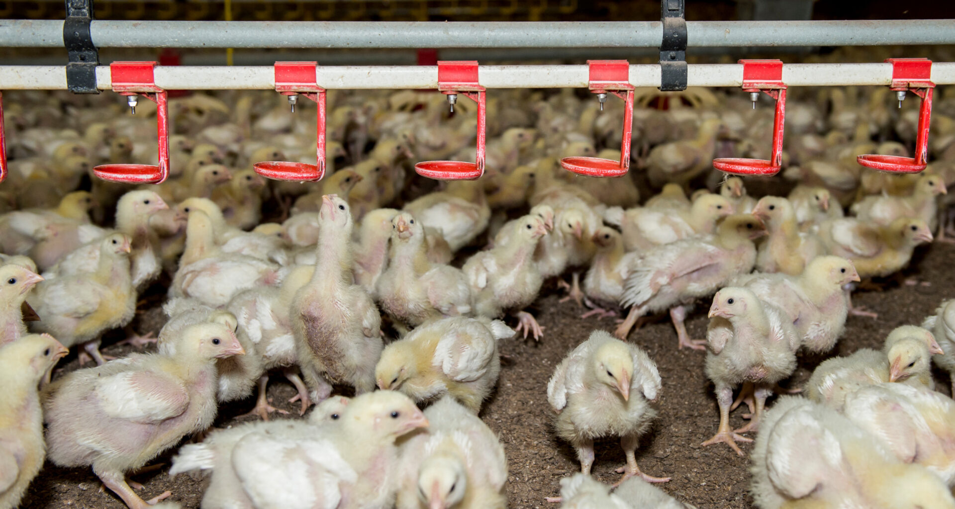 Poland's poultry industry at the turn of the tide