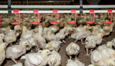 Poland's poultry industry at the turn of the tide