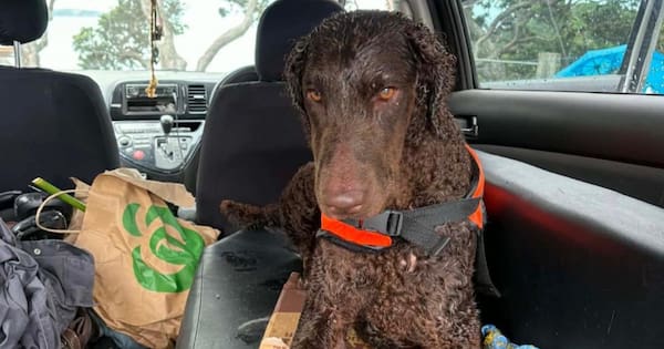 Dog found alive days after yacht capsize — still wearing life jacket