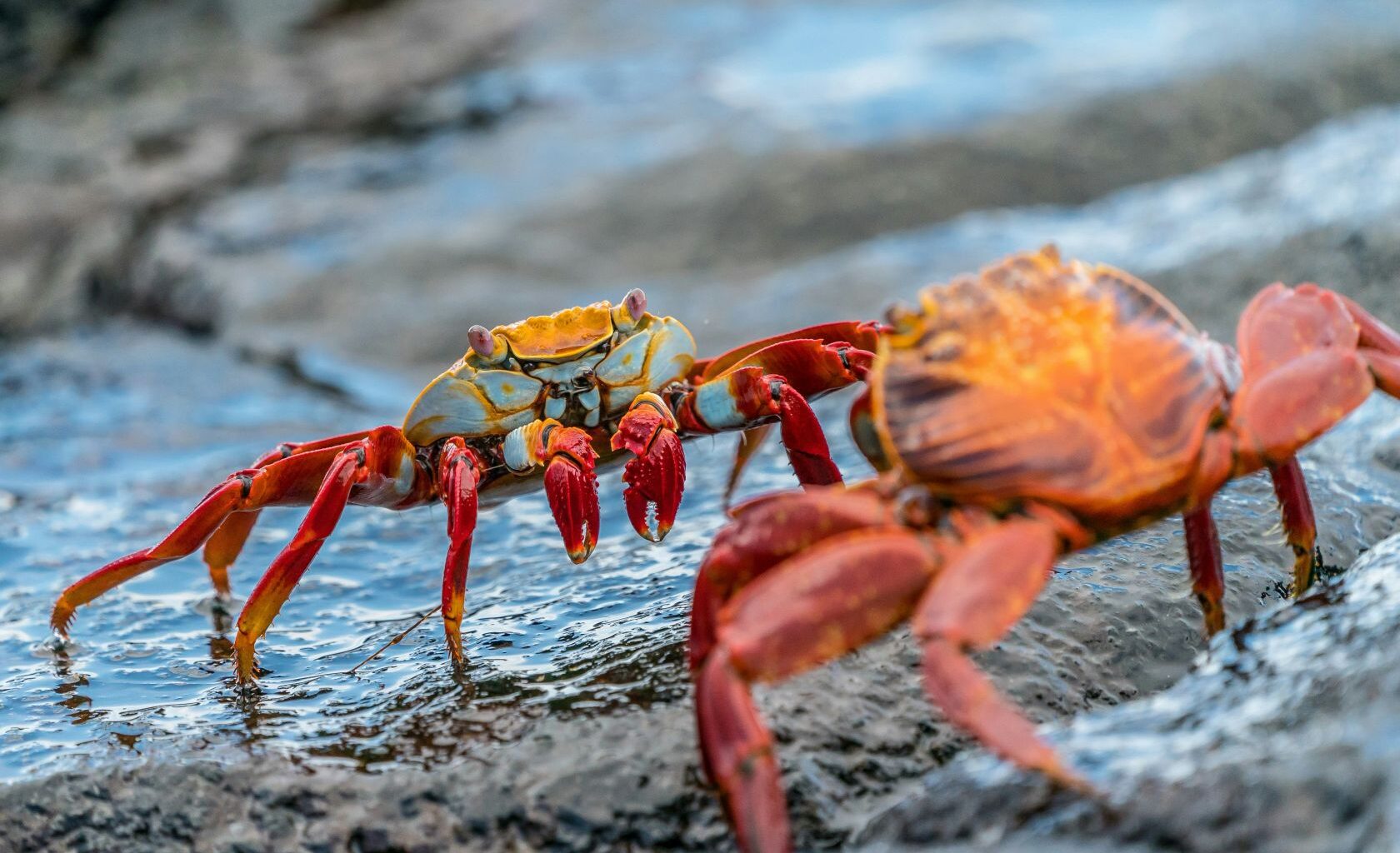 15,000 crabs for Portugal released on road accident in Ireland
