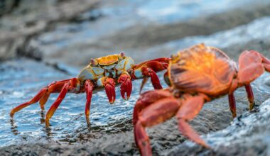 15,000 crabs for Portugal released on road accident in Ireland