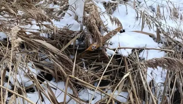 Russian Herber Drone Found on Lake Shore in Moldova