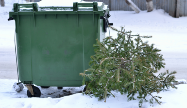 Święta Minęły - Co Zrobić z Choinką? / Aktualności