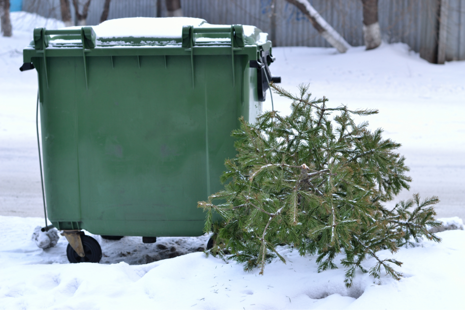 Święta Minęły - Co Zrobić z Choinką? / Aktualności