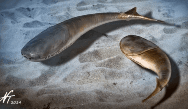 Mass death paved the way for the Age of Fishes