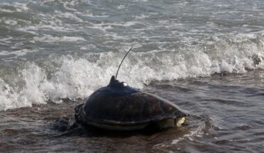 Green sea turtle released into the Mediterranean Sea 50 days ago with a satellite device from Mersin, Türkiye, August 2, 2024. (AA Photo)