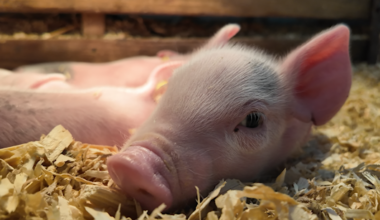 Piglets are in the classroom, Caroline County students get hands on in Ag-Science