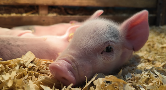 Piglets are in the classroom, Caroline County students get hands on in Ag-Science