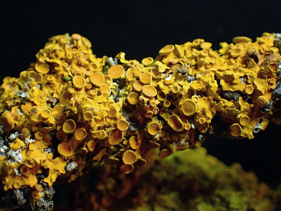 Gada ķērpis – dzeltenais sienasķērpis