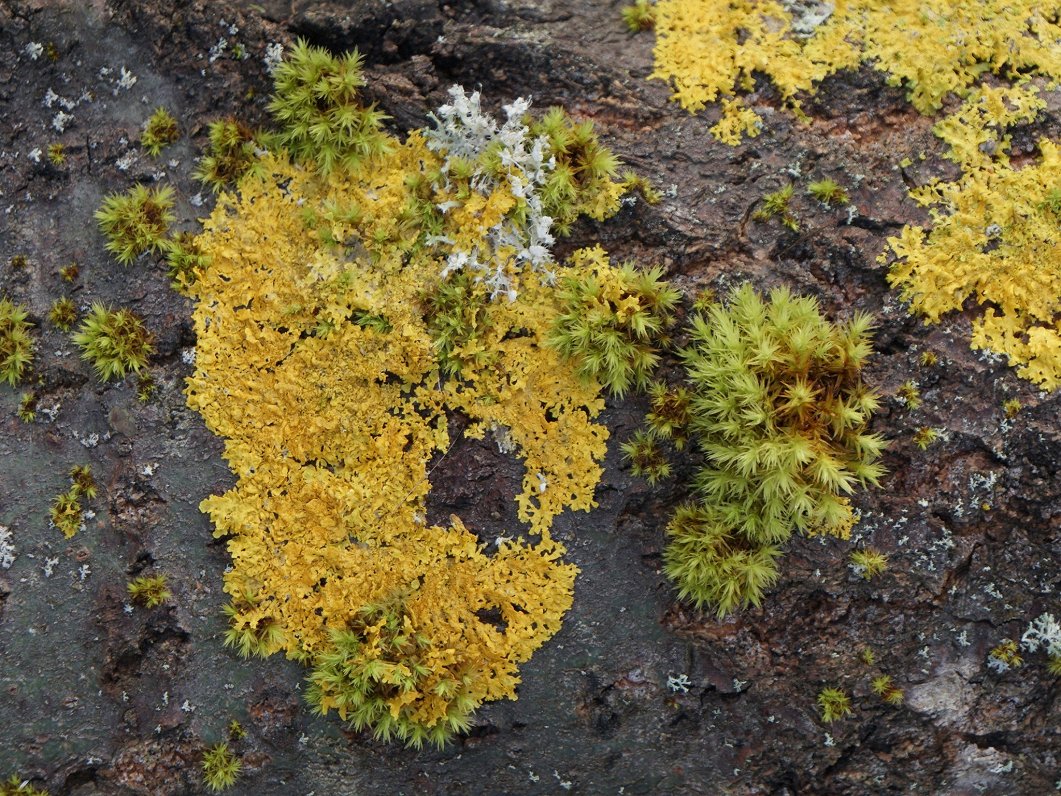 Gada ķērpis &ndash; dzeltenais sienasķērpis