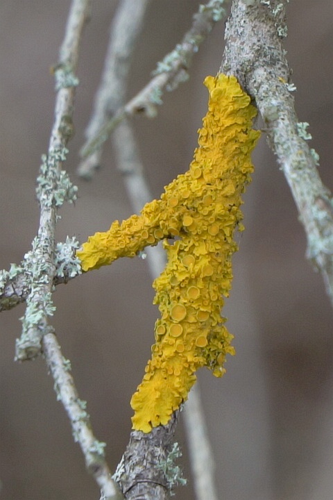 Gada ķērpis – dzeltenais sienasķērpis