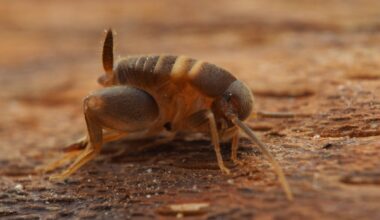 Skudru circenītis (Myrmecophilus acervorum)