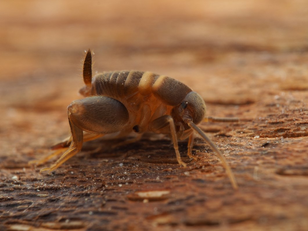 Skudru circenītis (Myrmecophilus acervorum)