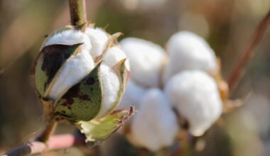 ICE cotton pauses rally as crude oil, US dollar weigh on prices