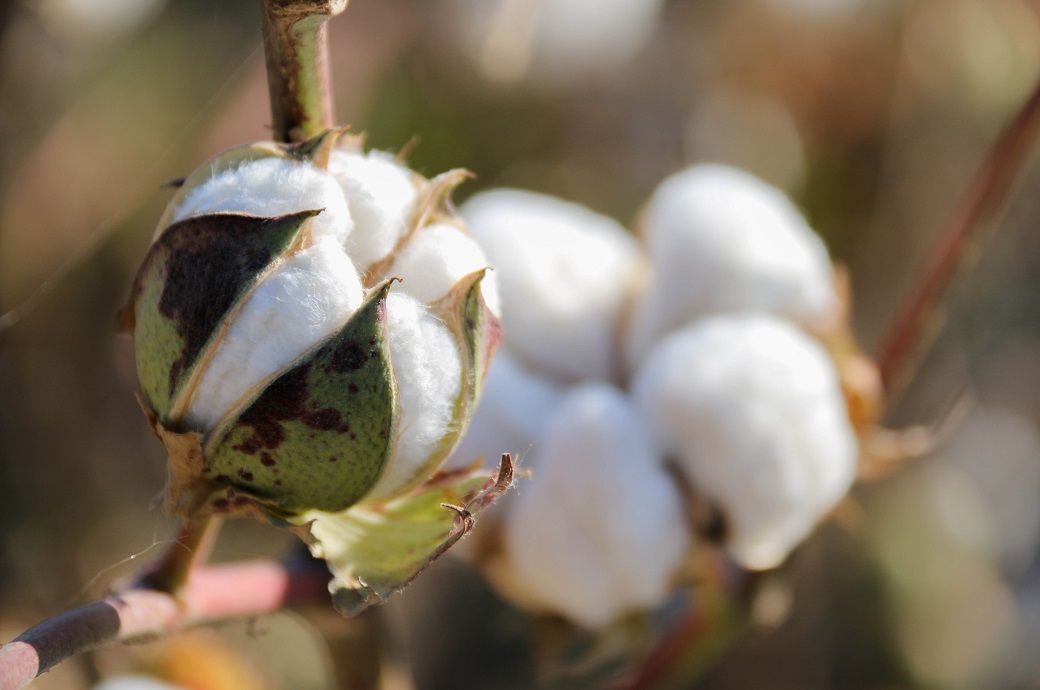 ICE cotton pauses rally as crude oil, US dollar weigh on prices